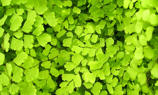 豬鬃草的功效與作用是什么，有什么功效作用與好處？